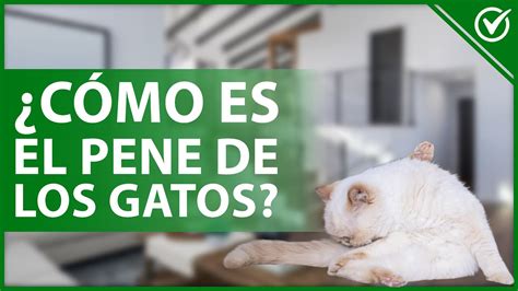 penes de gato|Pene de gato: Peculiaridades, anatomía y enfermedades